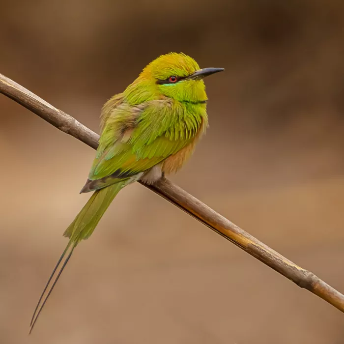 mahmoud, Adel: Bee-eaters