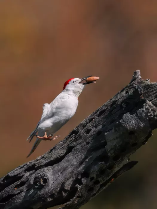(吉星高照), Taksing: Take off  (Leucistic Acorn Woodpecker