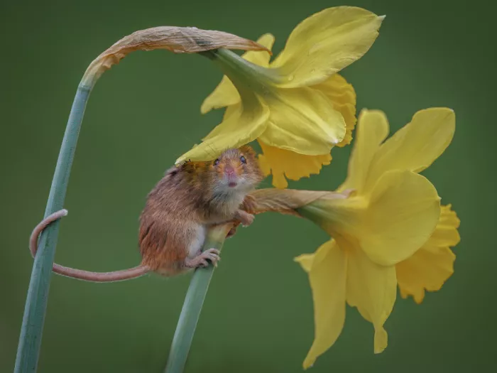Bennion, David: Harvest Mouse with Easter Bonnet