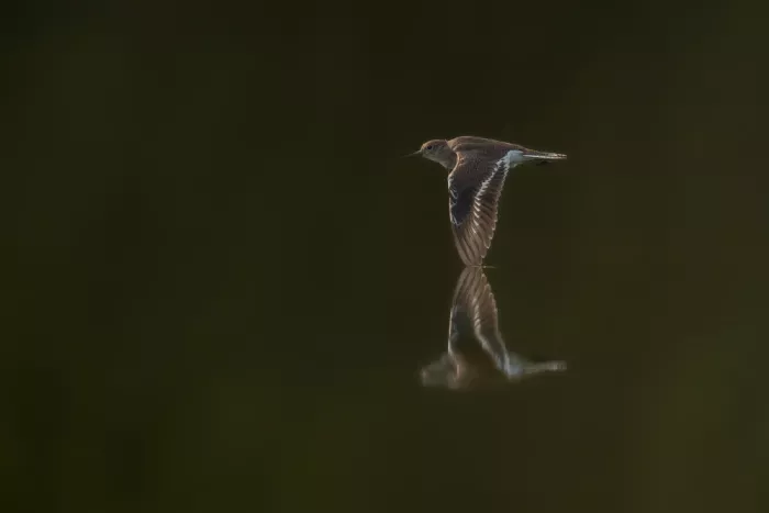 Dhesi, Rajat: Specchio
