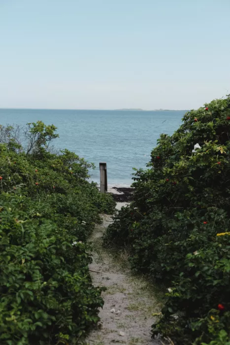StClaire, Joy Olivia: Sentiero tra le rose di spiaggia