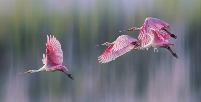 Zhao, Qing: Embrace The Spring