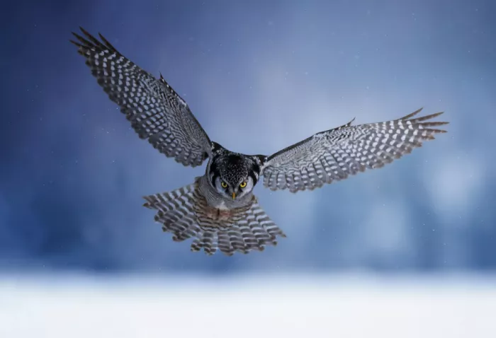 Huang, Tao: Northern Hawk Owl