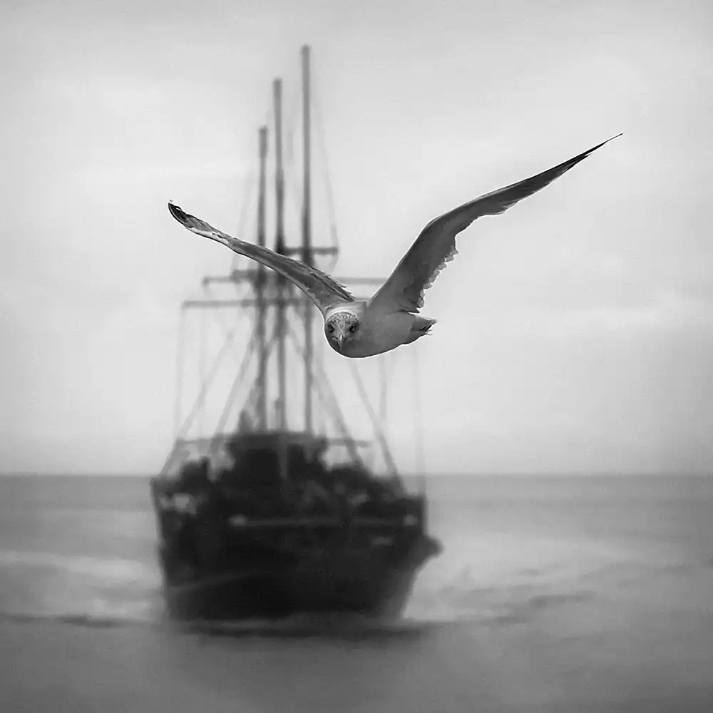 Bosogea-Tudor, Ileana: Gaviota