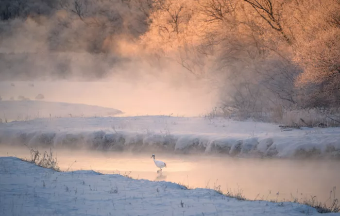 Li, Alex: Red-crowned cranes in the Setsuri River