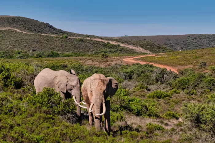 Edwards, Dan: Sloni procházející africkou savanu