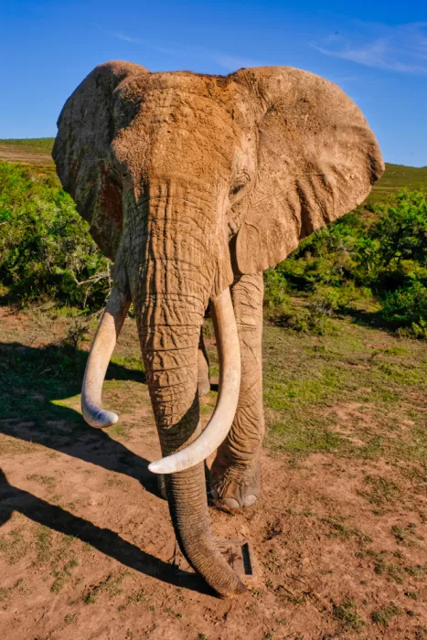 Edwards, Dan: Africký slon