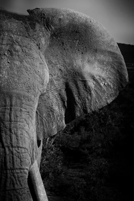 Edwards, Dan: Černobílý detail africké slonice