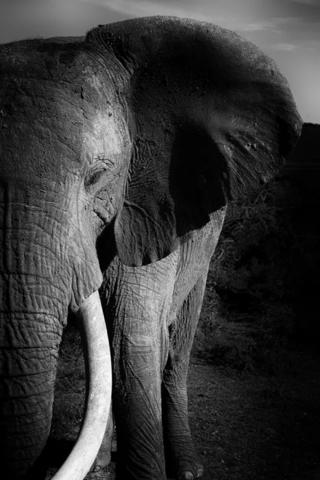 Edwards, Dan: Černobílý umělecký obraz africké elephant