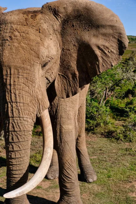 Edwards, Dan: Detailní pohled na africkou slonici