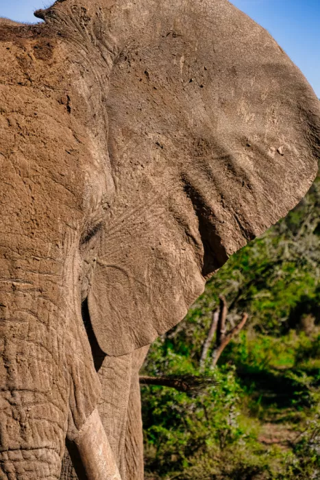 Edwards, Dan: Africký slon v detailu