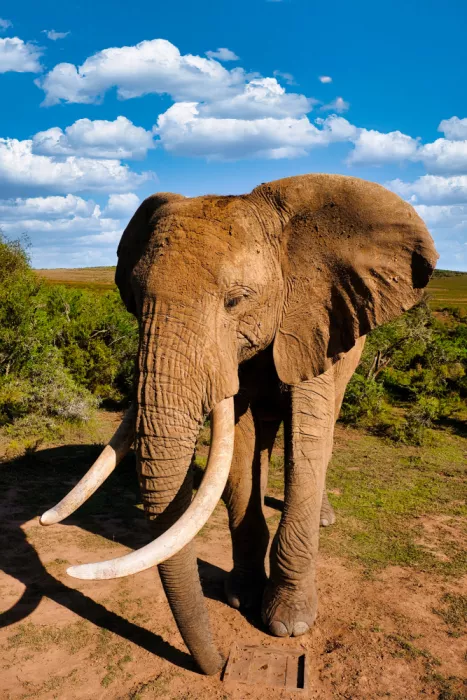 Edwards, Dan: Africký slon