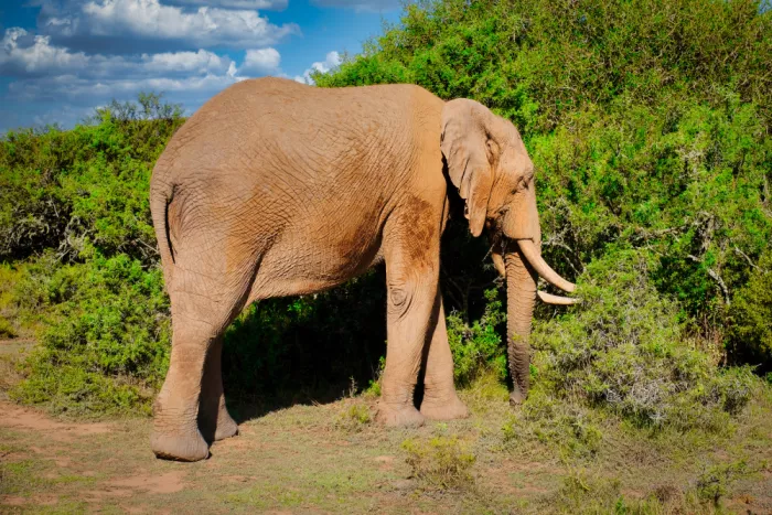 Edwards, Dan: Africký slon