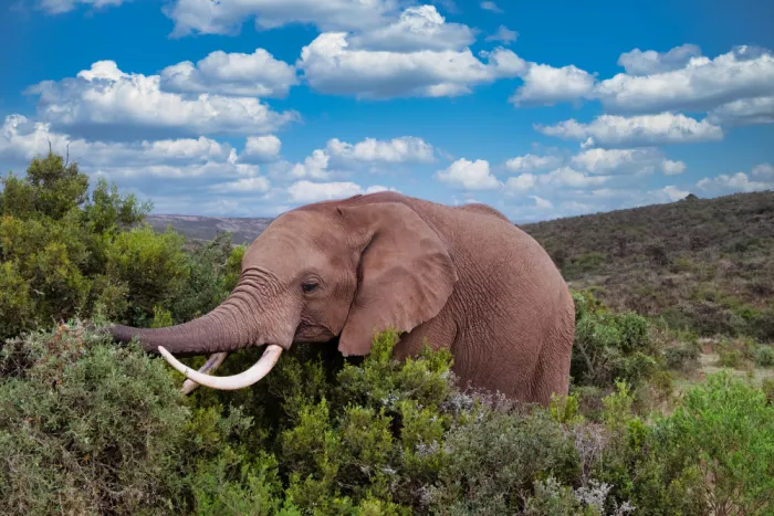 Edwards, Dan: Africký slon při jídle