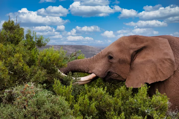 Edwards, Dan: Africký slon jedící