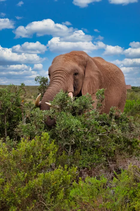 Edwards, Dan: Africký slon se živí