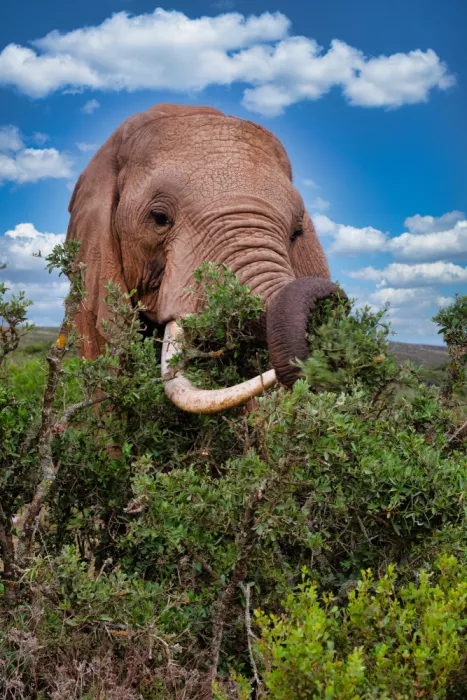 Edwards, Dan: Africký slon se živí
