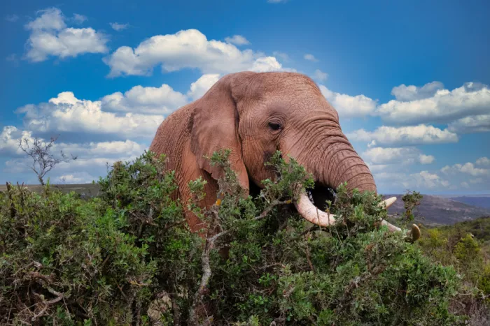 Edwards, Dan: Africký slon se živí