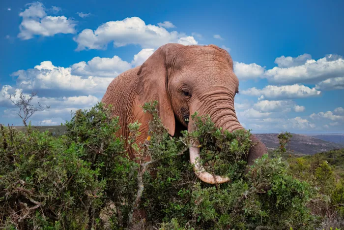 Edwards, Dan: Africký slon se živí