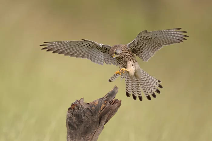 levi, nissim: falcon