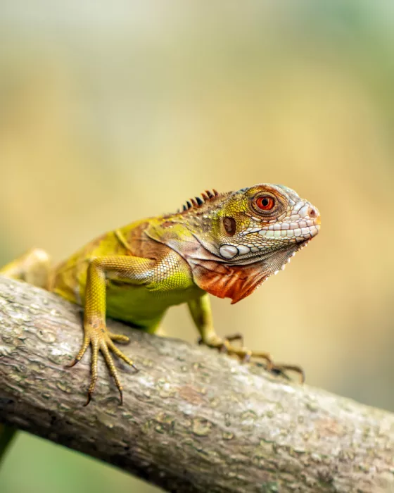 Maududdin, Fauzan: Rotglühende Leguan