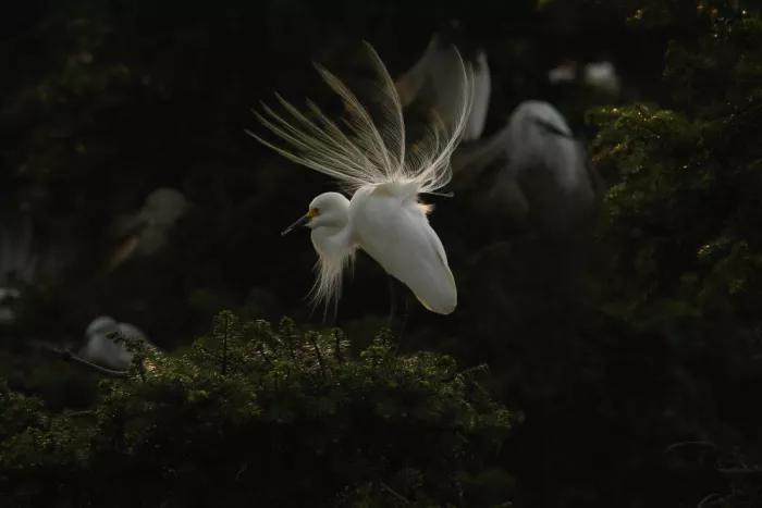 tan, yuzhong: 白鹭