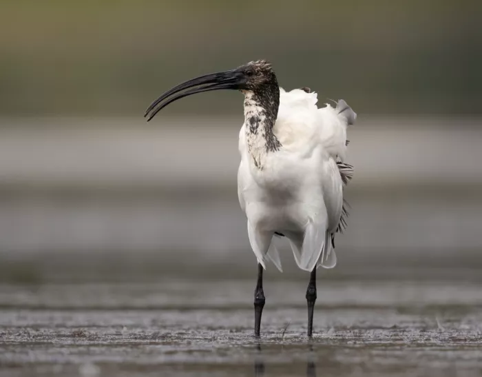Barisone, Marco: Ibis posvátný