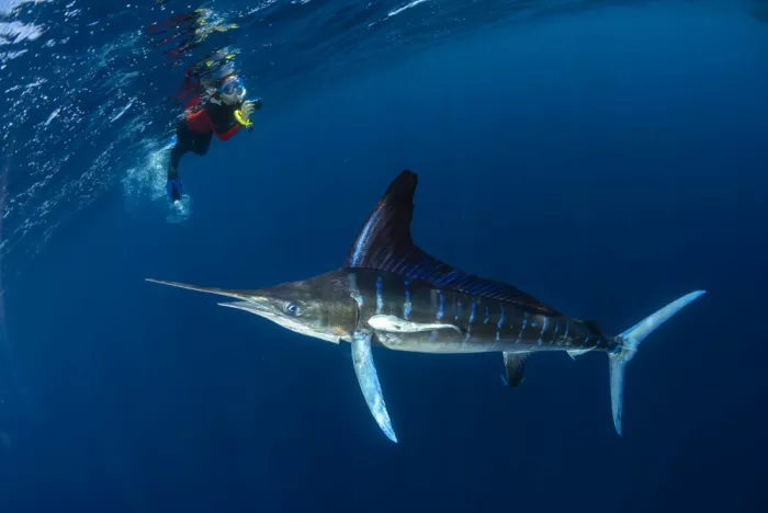 Izzotti, Andrea: Marlin striato