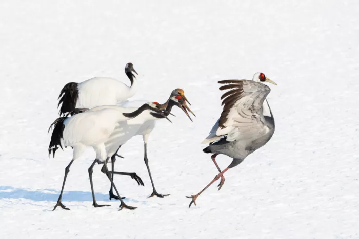 Li, Alex: Red-crowned cranes chasing a hooded crane