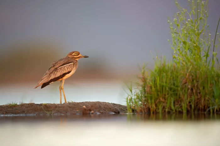 Pozzi, Marco: Bird at sunset