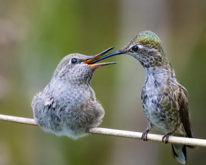 Lipinghu: Hummingbird mother feeding baby