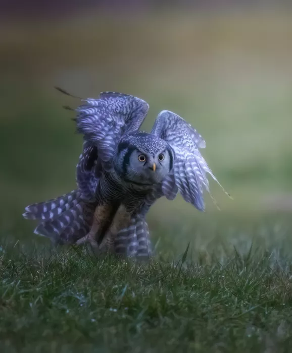 Huang, Tao: Northern Hawk Owl