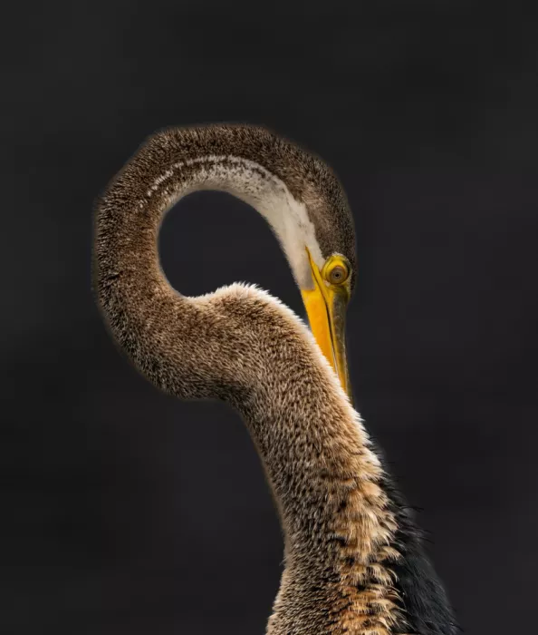 Nagpal, Manish: Portrait of a darter