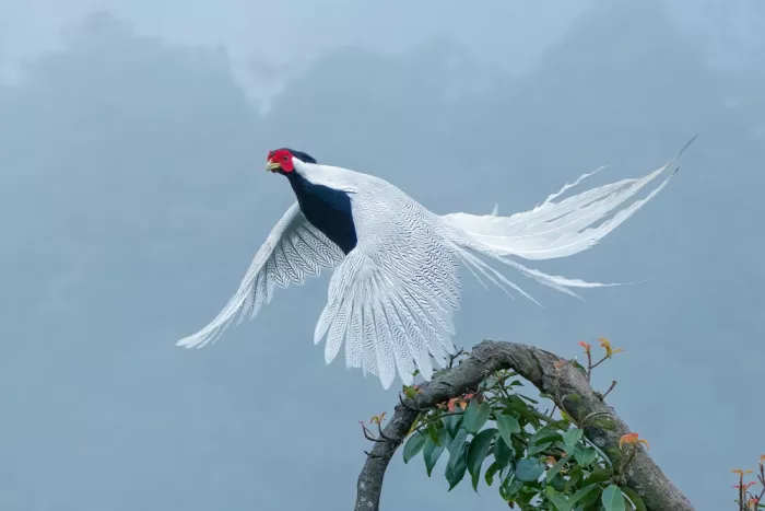 Qin, Feng: Woodland Fairy