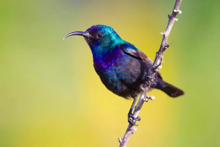 Manusevich, David: Sunbird