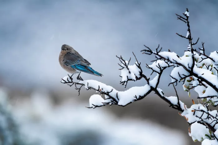 Xu, Mei: Oiseau bleu par un jour de neige