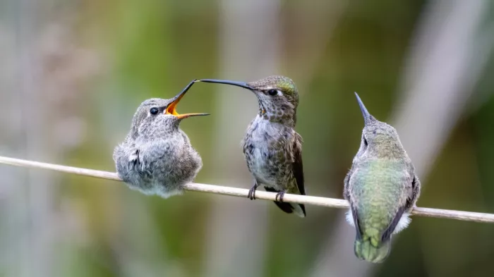 Lipinghu: Mother hummingbird and her two babies