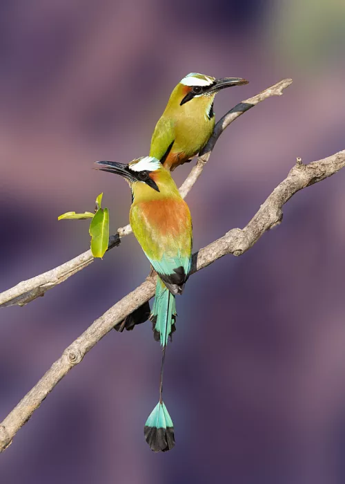 Zhang, Dennis: Turquoise browed Motmot