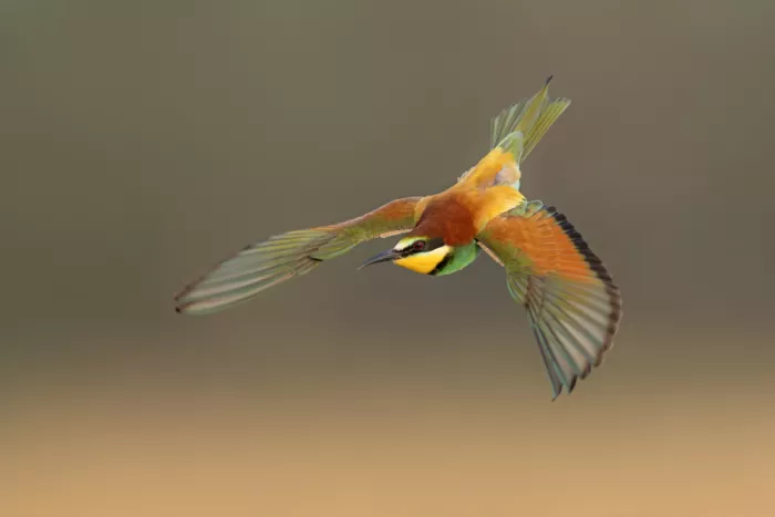 levi, nissim: bee eater