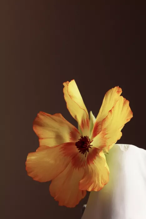 Ramiro, Julia: Fleur jaune