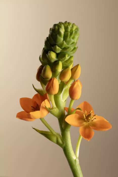 Ramiro, Julia: Tige en fleur