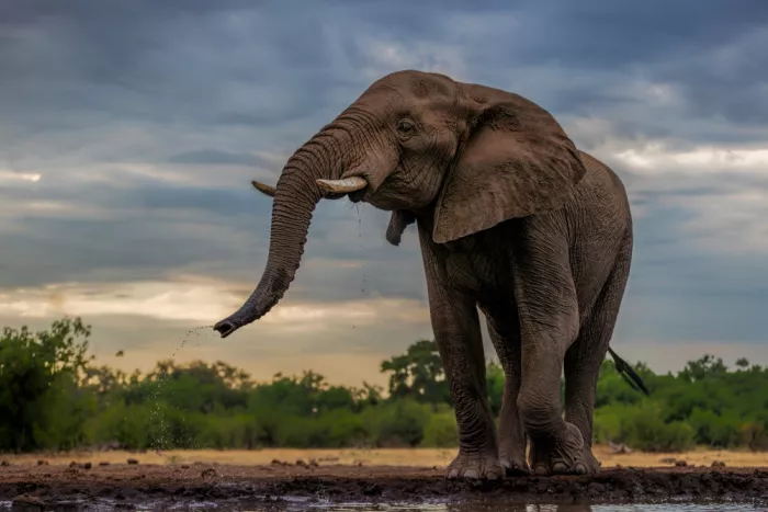 Zuo, Jun: Elefant beim Trinken