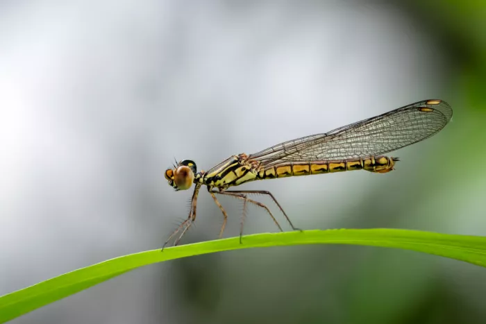 Maududdin, Fauzan: Libelle