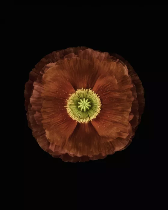 Grønkjær, Lotte: Amapola