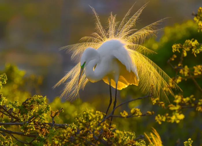He, Mike: A Great Egret