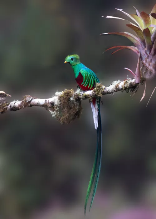Zhang, Dennis: Resplendent Quetzal
