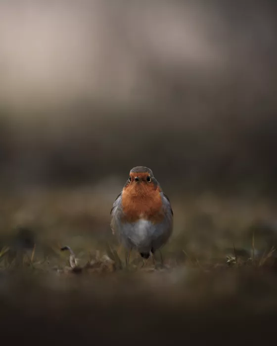 Renmyr, Magnus: Robin on the ground