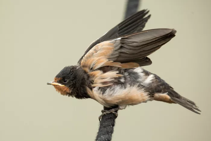 Keizer, Annie: A young swallow: ready to fly.
