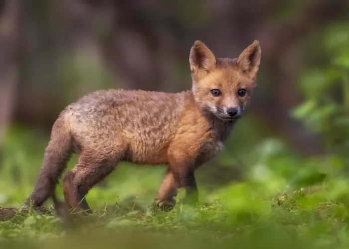 Gu, Zeren: Baby Fox