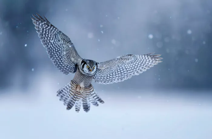 Huang, Tao: Northern Hawk Owl